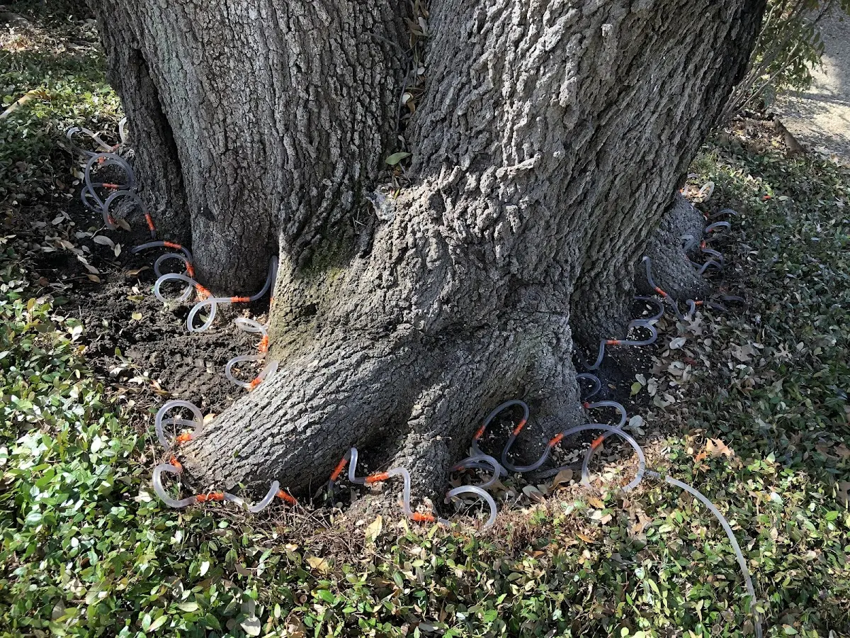 Detailed Tree Cabling and Bracing job site in Whitley City