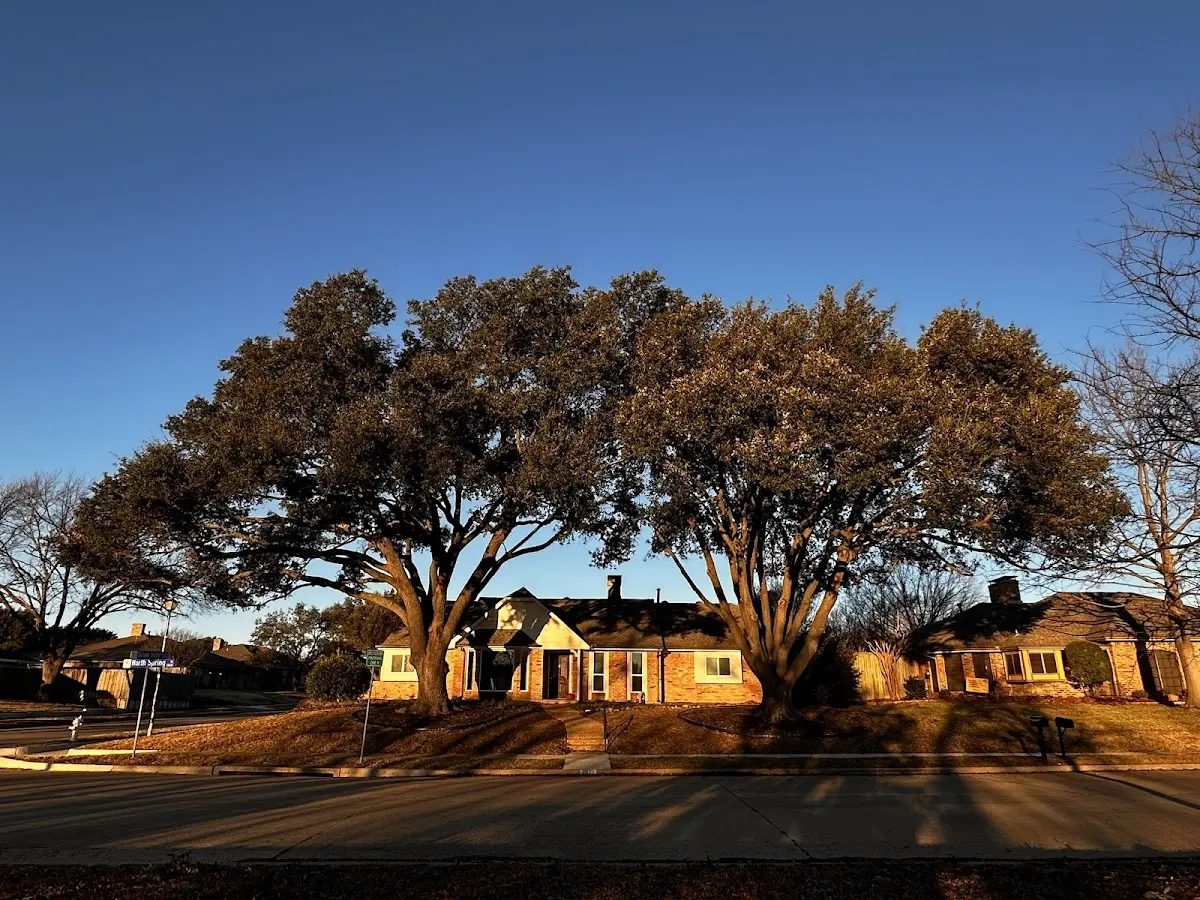 Established residential canopy tree shading a home in Whitley City